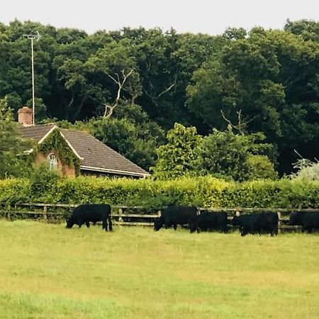 Yellowham Farm, Dorchester Higher Bockhampton Buitenkant foto