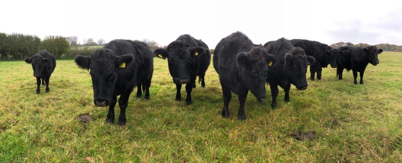 Yellowham Farm, Dorchester Higher Bockhampton Buitenkant foto