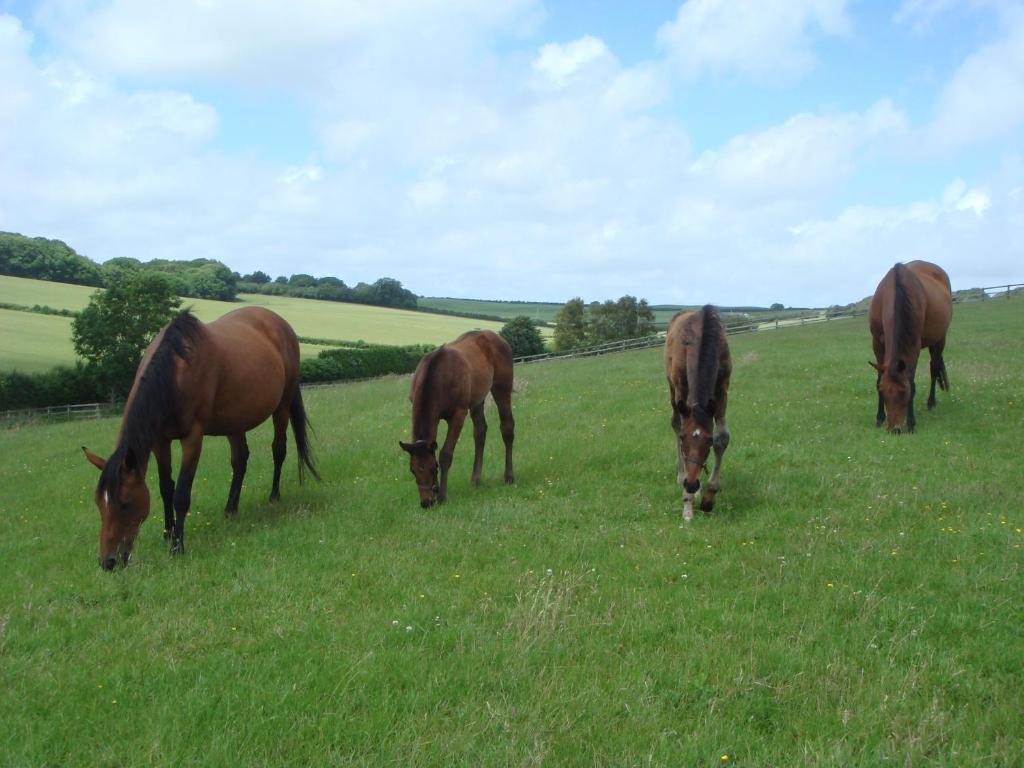 Yellowham Farm, Dorchester Higher Bockhampton Buitenkant foto